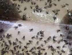 Ribuan Lalat Teror Rumah Warga di Marbu