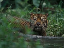 Seekor harimau sumatera membunuh seorang pekerja